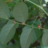 Phyllanthus vitis-idaea (Burm.f.) J.Koenig ex Roxb.